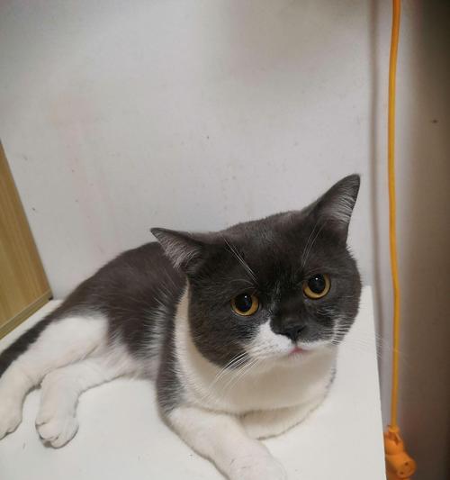 小猫形状的迷人之处（探索以小猫形状为主题的世界奇观）