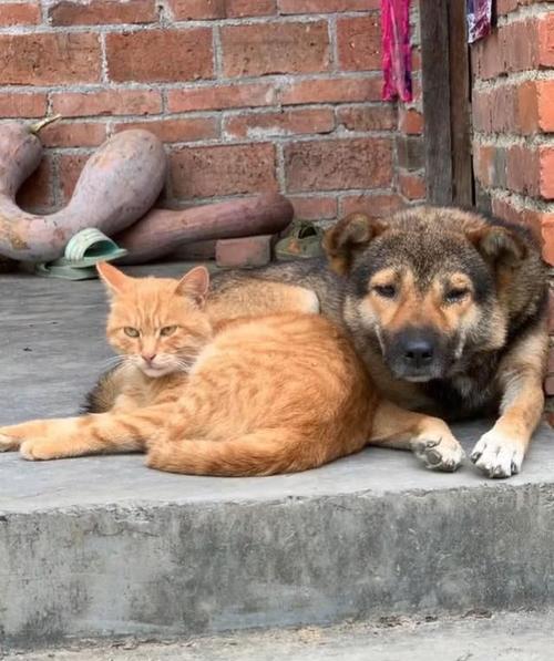 为什么狗喜欢拱猫的屁股？（探索狗狗与猫咪之间神秘的关系）