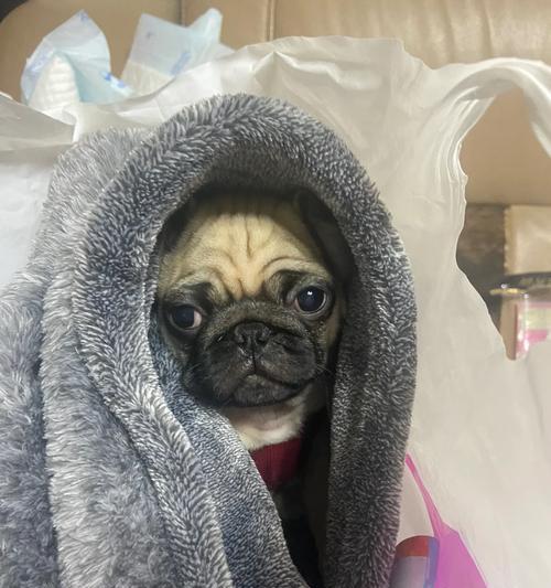 为什么布莱顿犬不打呼？（探究以巴哥犬的不打呼特点）