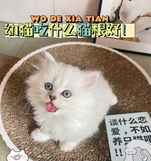四个月大的猫咪应该吃什么？（营养均衡饮食的关键）