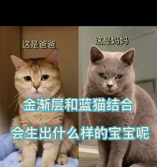 蓝猫幼猫的饮食需求解析（了解蓝猫幼猫的饮食需求，让它们健康成长）