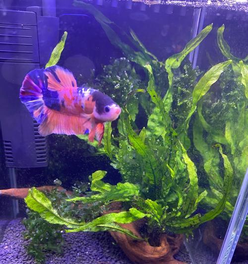如何选择适合养斗鱼的底沙？（养斗鱼的底沙选择，关键在于这一点！）