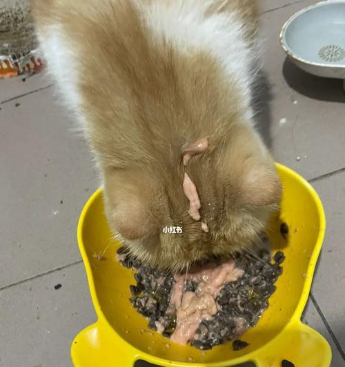 猫尿味体香是什么病？（揭秘身上散发猫尿味的原因及解决方法）