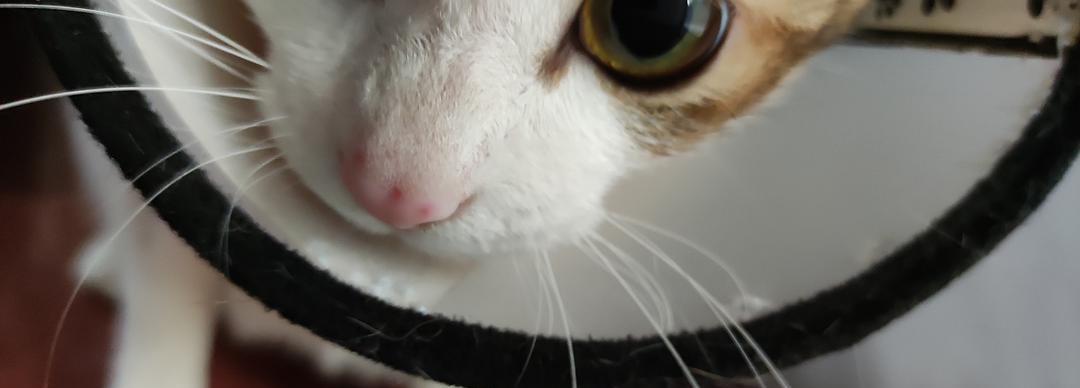 揭秘猫咪鼻头发红的原因（为什么猫咪的鼻头会变红呢？以及如何正确处理？）