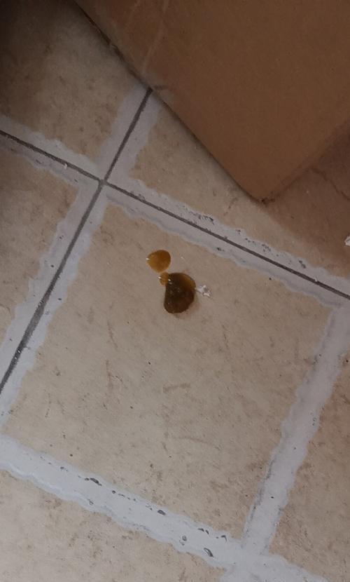 泰迪狗的便便情况分析与健康指南（了解泰迪狗的正常排便习惯，提升它们的健康水平）