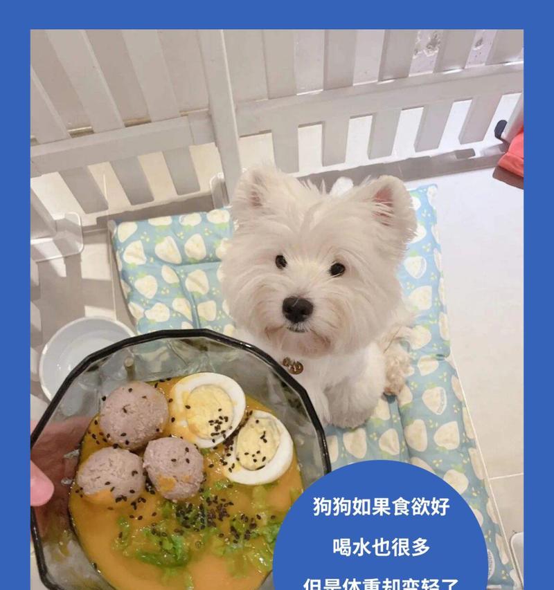 狗为何不停地喝水？（探究狗源源不断的饮水背后的原因）