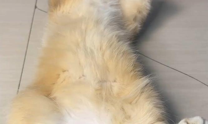 为什么狗不喜欢梳毛？（探寻狗狗厌恶梳毛的原因及解决方法）