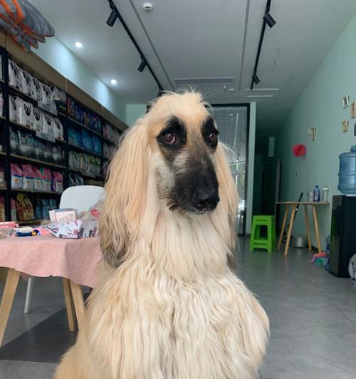 探究猎犬为什么吐白沫（揭秘猎犬吐白沫的原因及其症状）