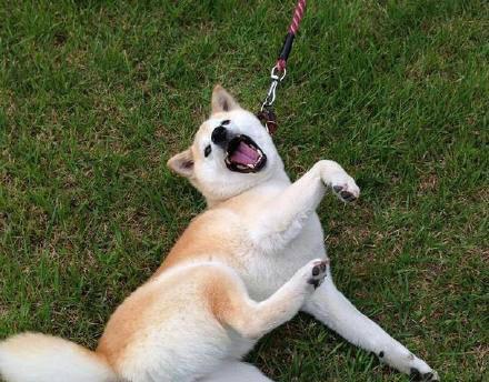 狗为什么不愿意走（探究狗狗拒绝行走的原因）