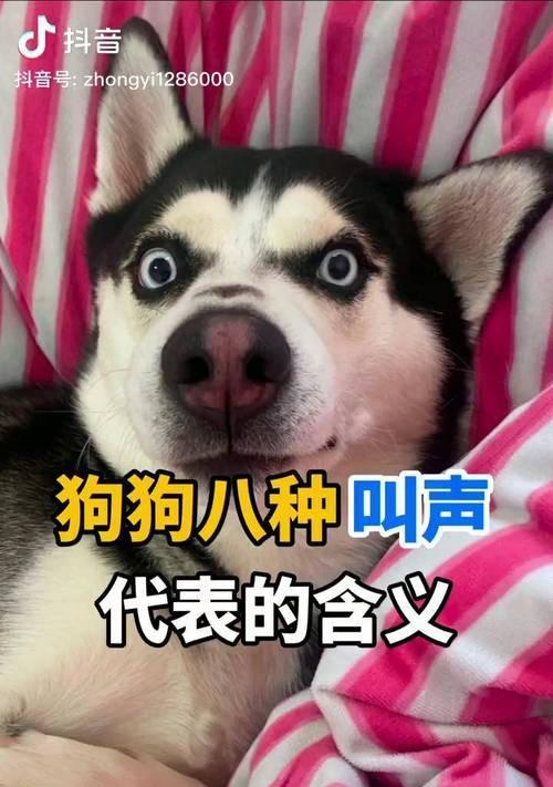 狗的叫声意味着什么？（了解狗叫的各种含义与表达方式）
