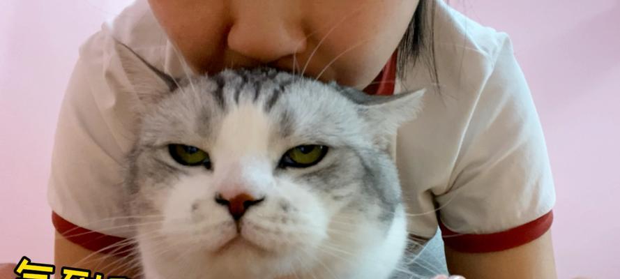 猫咪为什么不让亲近？（探寻猫咪内心的秘密）