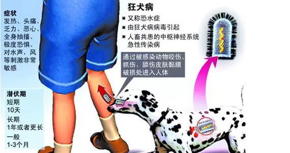了解狂犬病（挑选具有防御本能的狗种，让它们成为家人的忠实守护者）