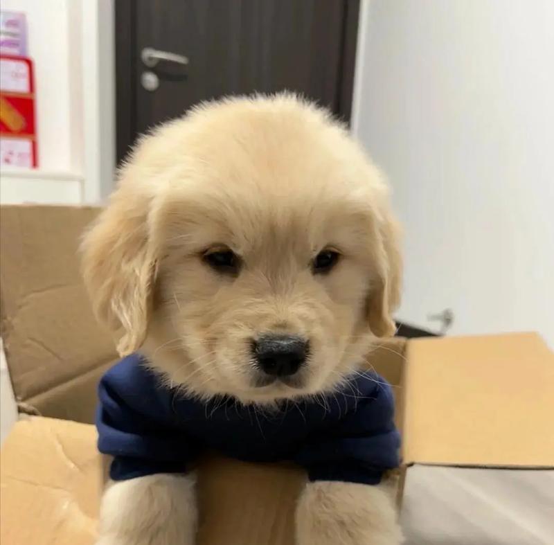 养育两个月金毛的注意事项（关于两个月金毛犬的基本需求与照顾方法）