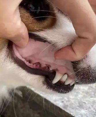 狗狗上火是怎么回事？（探究狗狗上火的原因与应对方法）