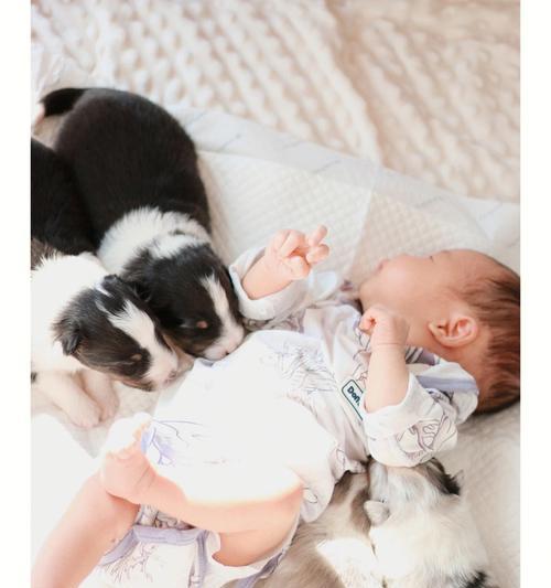 如何正确喂养牧羊犬幼崽（科学饲养让你的牧羊犬健康成长）