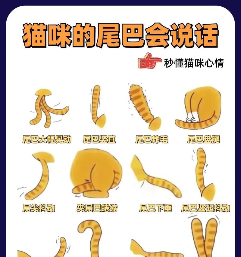 猫的尾巴粗与其个性有关吗？（探索猫尾粗细与猫咪个性特点的关系）