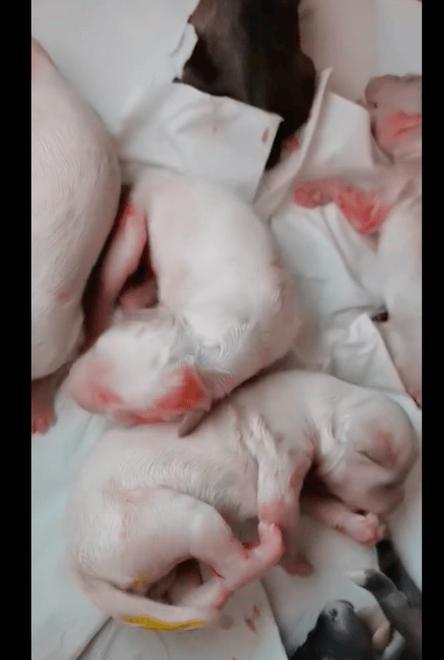 狗狗生小狗（探讨剖腹产在狗狗分娩中的适用情况及注意事项）