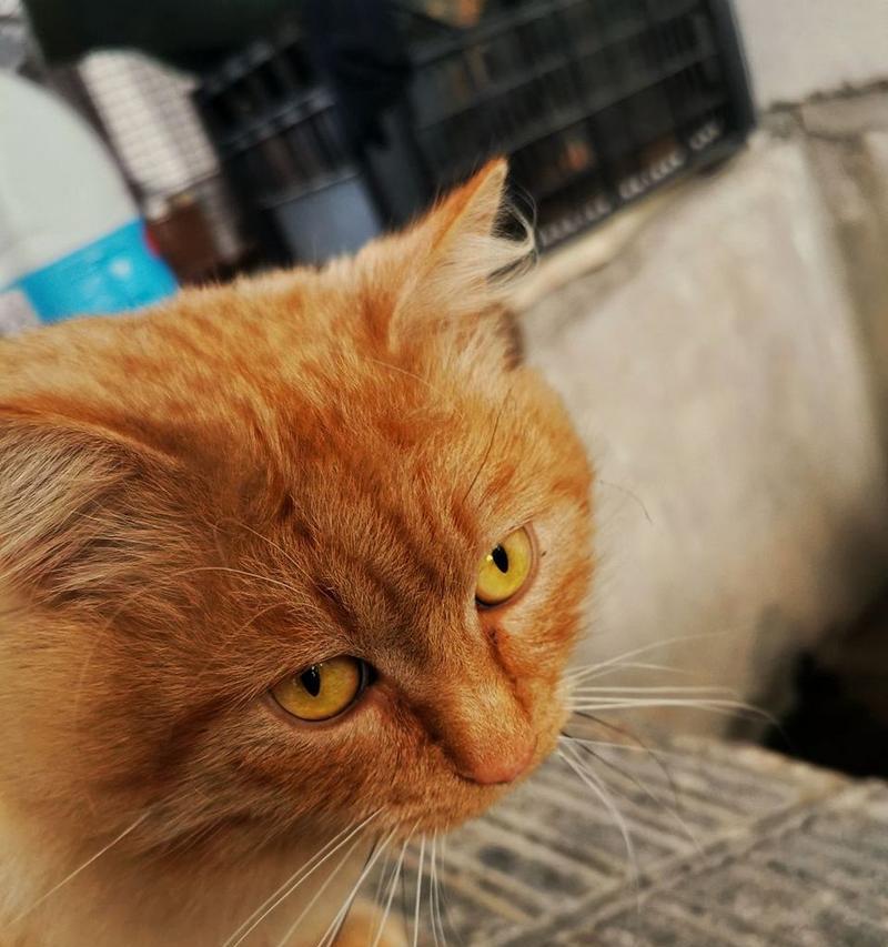 小花猫尾巴的功能与用途（揭秘小花猫尾巴的神奇之处）
