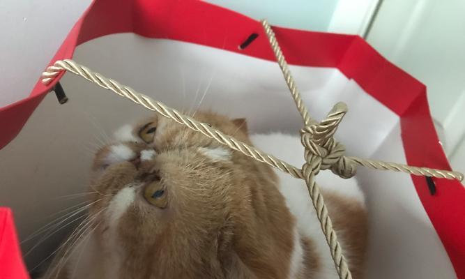 猫毛球的形成及预防方法（探秘猫毛球的成因和如何有效预防）