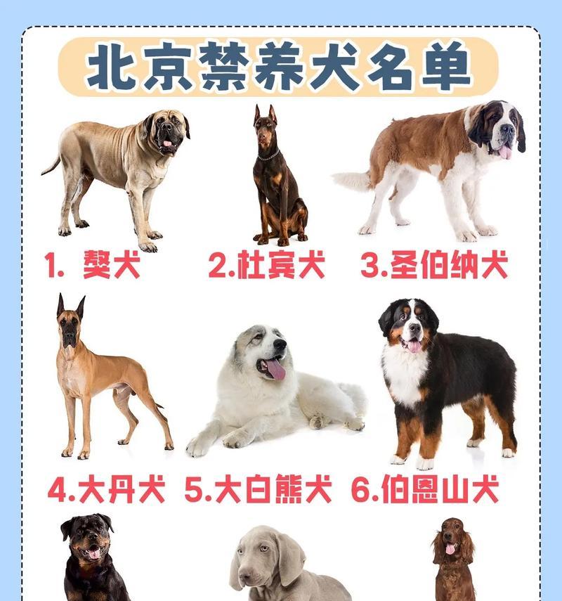 北京不禁止养狗的原因及其影响（探究背后的考量和社会问题）