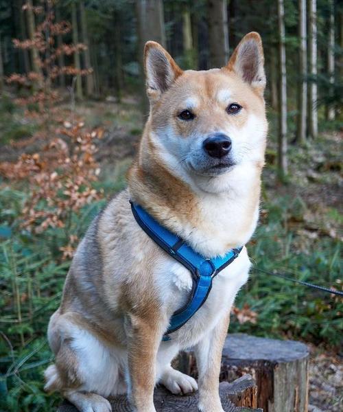 小型犬中最贵的狗是哪种？（探索小型犬品种中的高价狗）