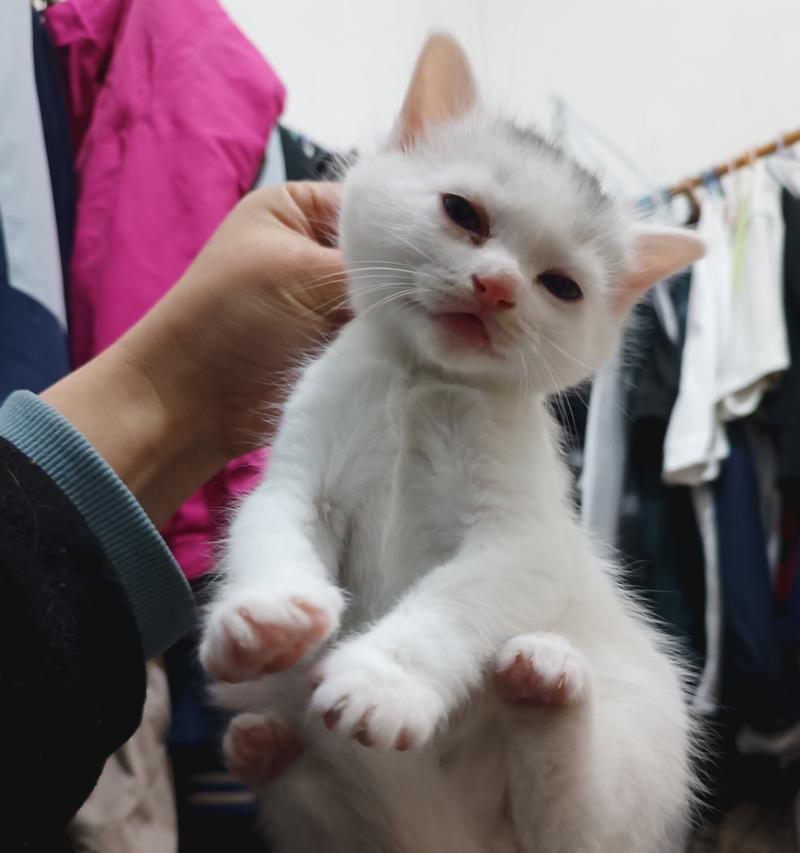 猫为什么咬猫的脖子？（探究猫咬猫脖子行为的原因与意义）