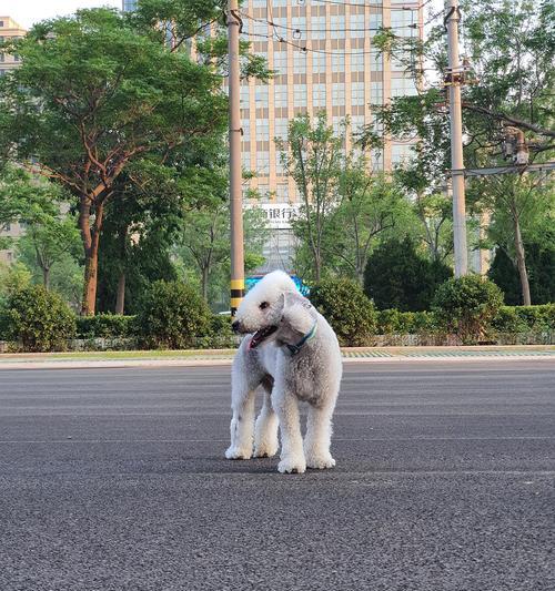 为什么狗突然不爱出门？（探究狗狗不爱出门的原因及解决方法）