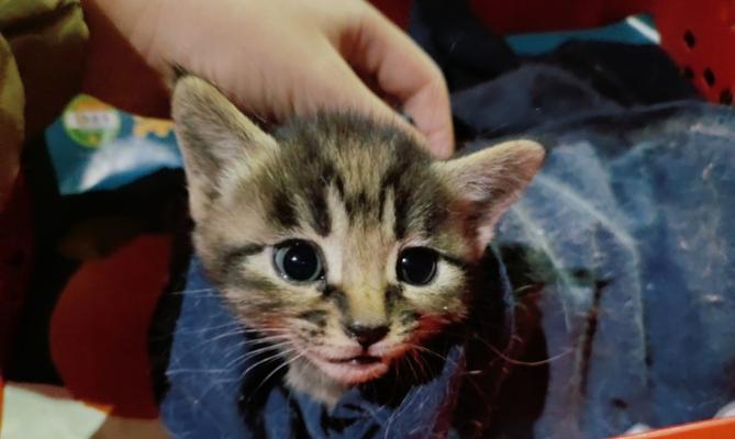 探寻一个月大的猫的成长之旅（从脆弱到活泼，一个月大的小猫是什么样？）