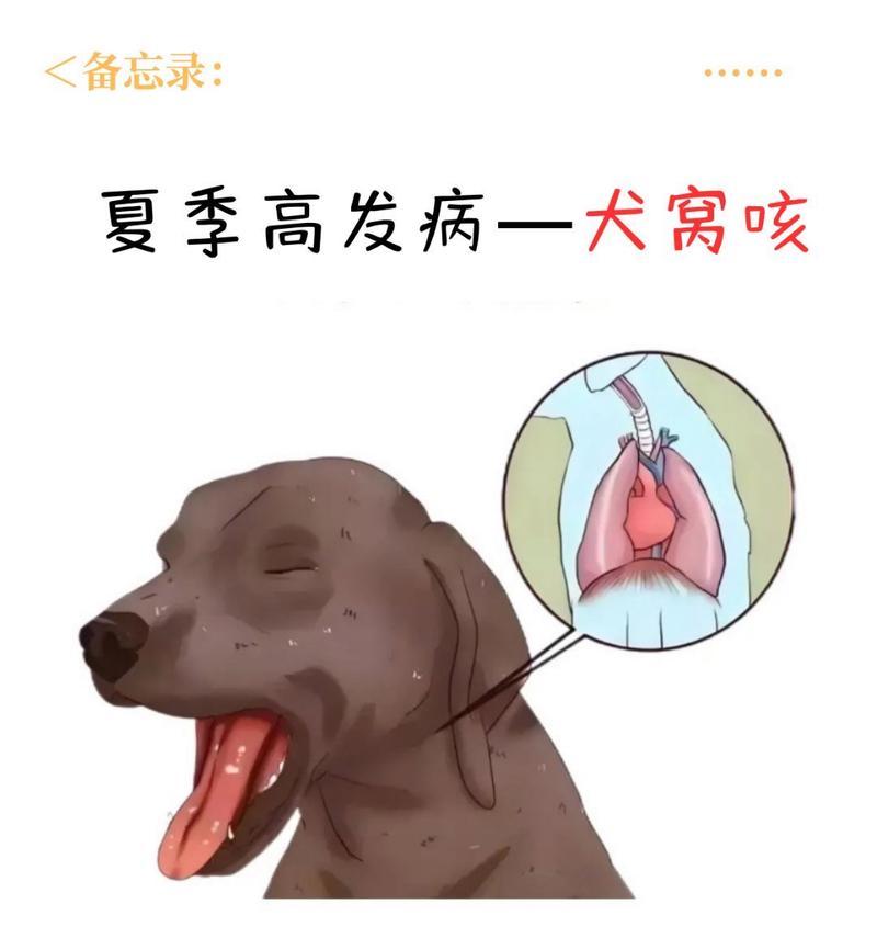 以犬窝壳为主的饲料类型及其营养价值探究（解读犬窝壳食用趋势与养宠需求）