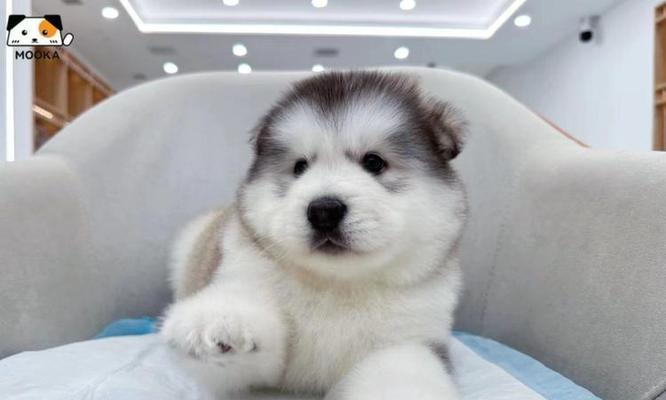 阿拉斯加雪橇犬的多彩外貌（以颜色为主题，探索阿拉斯加雪橇犬的外观特征）