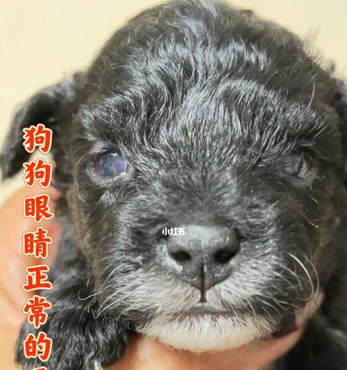 泰迪狗的眼睛色彩之谜（揭秘泰迪狗为何拥有多样眼色）