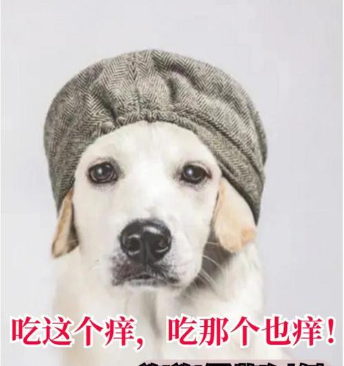 狗吃东西过敏的药物选择（探索治疗狗吃东西过敏的有效药物）