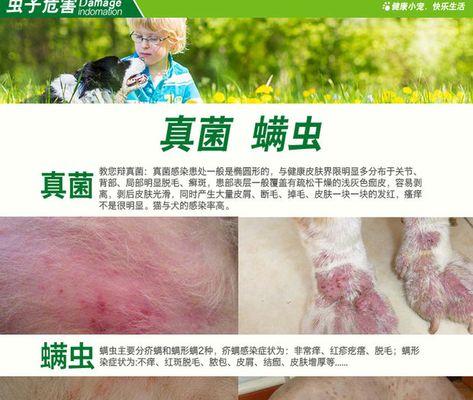 解决泰迪掉毛问题的有效药物选择（选择适合泰迪皮屑掉毛的药物，让您的宠物恢复健康美丽）