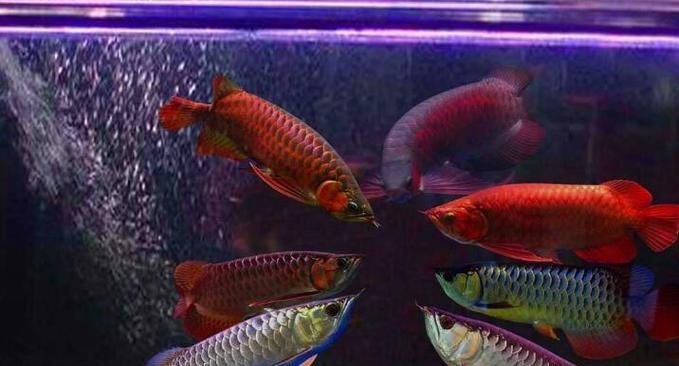 以银龙鹦鹉和金鱼混养的乐趣（营造自然生态的家庭水族乐园）