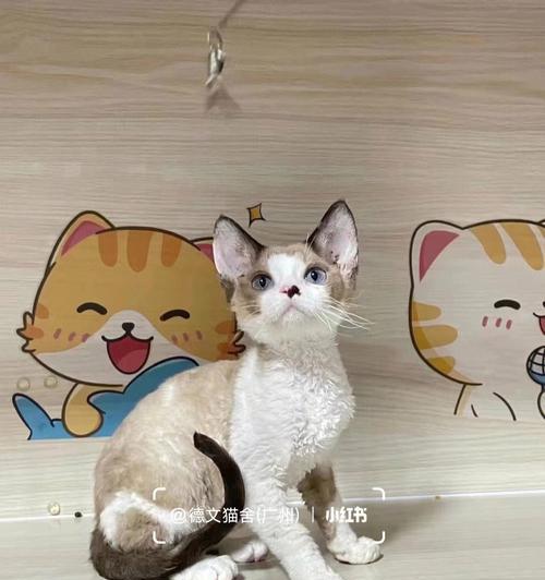 海豹的多彩世界（揭秘海豹的丰富色彩与生活习性）