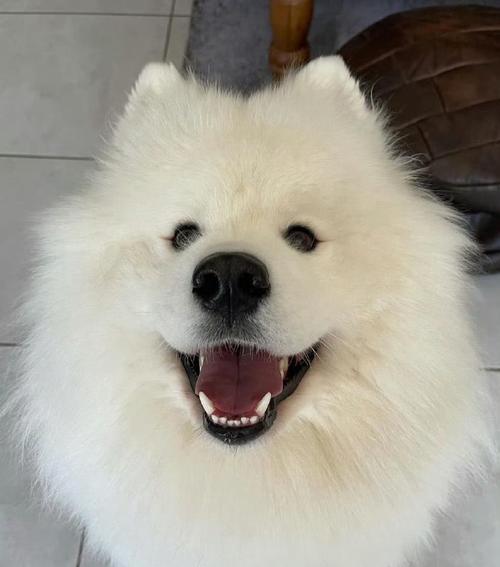 以萨摩耶剃光之后，它们会变成怎样？（一览以萨摩耶剃光后的惊艳外貌，感受它们另一种魅力。）
