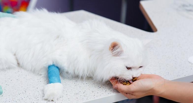 小猫的健康受损（跳蚤的威胁与预防措施）