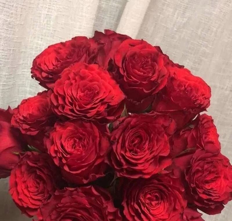 红色玫瑰的品种多样性（探索红色玫瑰的不同品种，欣赏美丽的花朵）