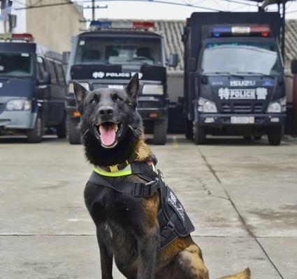 寻找最佳警犬品种（揭秘警犬界的明星）