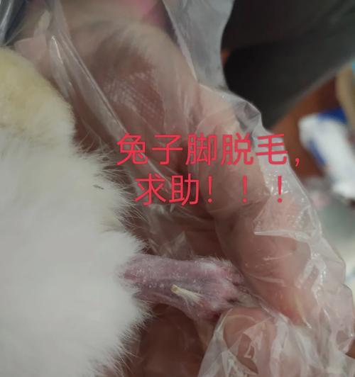 兔子脚的神奇之处（揭秘兔子脚的传说与实际作用）