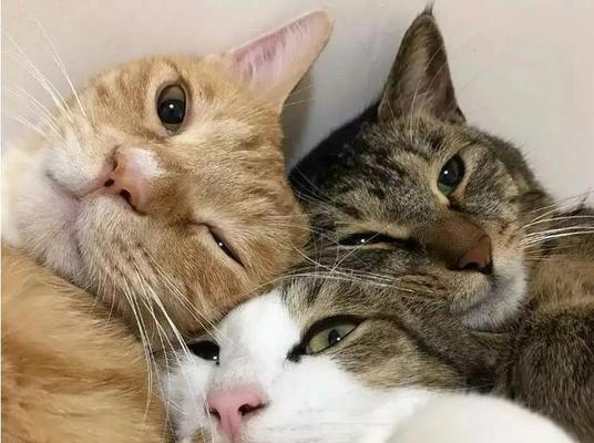猫咪蹭人的意思与行为解析（探寻猫咪蹭人背后的心理诉求）