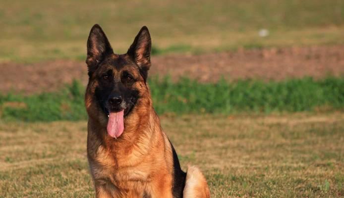 德国牧羊犬尾巴的形态及其特点（德国牧羊犬尾巴形态分析与功能解读）