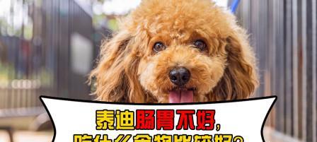 泰迪幼犬的饮食需求及适宜食物选择（泰迪刚出生吃什么？探讨泰迪幼犬饮食的正确方式）