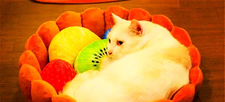 猫咪的水果饮食指南（健康成长，从水果开始）