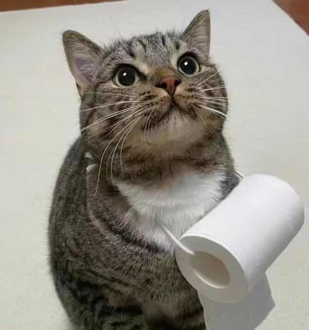 猫肠炎——如何识别和治疗猫咪的常见肠道疾病（猫肠炎的症状、原因和预防措施）