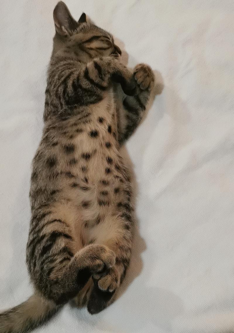 小猫的毛为什么这么软？（探索小猫毛发的柔软之谜）