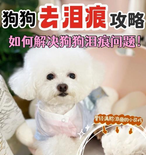 犬泪腺堵塞的病因与治疗方法（解析犬泪腺堵塞的原因和有效的治疗药物）