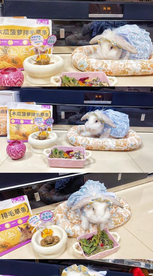 刚满月垂耳兔的饮食习惯与喂养指南（了解垂耳兔的主食需求，打造健康成长环境）