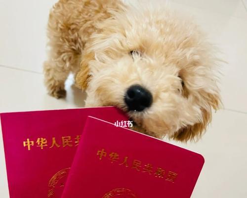 如何办理狗证？选择合适的狗种是关键（了解不同狗种的特点和要求，为你的爱犬办理合适的狗证）