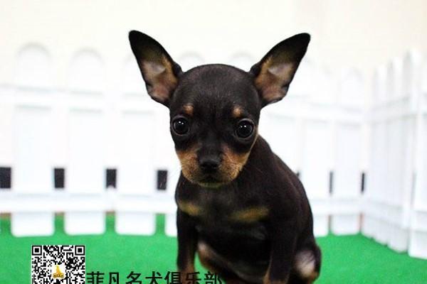 小鹿犬需要打哪些疫苗？（了解小鹿犬的疫苗接种需求，让它健康成长）